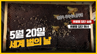 5월 20일 세계 벌의 날! 그런데... 꿀벌이 사라지고 있다?! 이미지