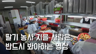 딸기 농사로 수출할 사람은 반드시 보세요!!! 이미지